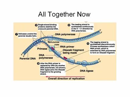 DNA REPLICATION. Animation gone Crazy DNA Replicates and Rep