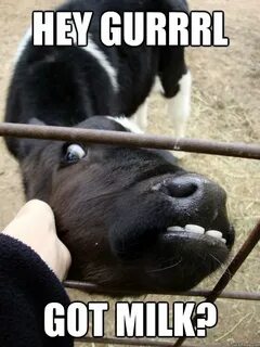 35 Most Funny Cow Meme Pictures And Photos