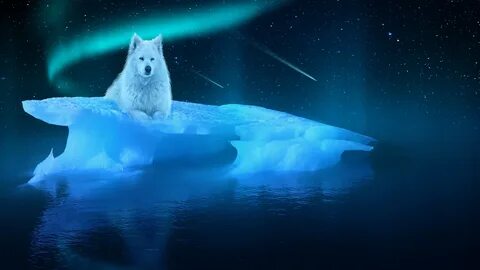 #801988 Wolves, Night, Ice - Rare Gallery HD Wallpapers