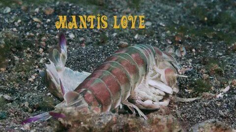 Mantis shrimp hardcore porn (watch till the end!) - YouTube