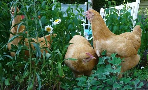 Plants that are TOXIC to chickens Yard and Garden Plants for