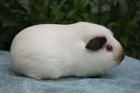 Guinea pig breeds