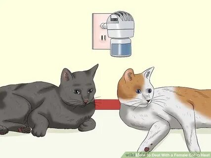 How To Stop My Cat From Meowing In Heat