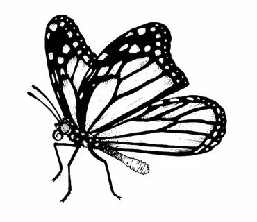 Learn How to Draw a Monarch Butterfly in Five Easy Steps