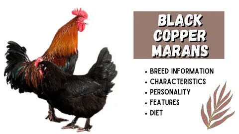 Black Copper Marans Breed Information - Pets Beast