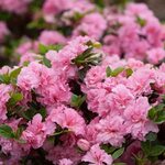 Azalea BLOOM-A-THON Pink Double - Buy Rhododendron Shrubs On
