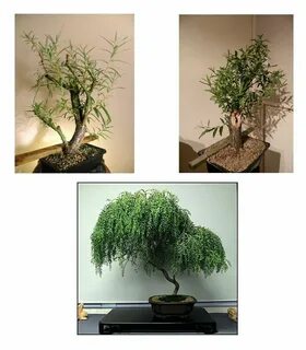 Dwarf Weeping Willow Bonsai Related Keywords & Suggestions -
