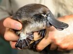 21 Animals You Rarely See As Babies Baby platypus, Cute baby