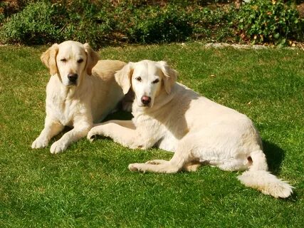 File:Hunde gras.jpg - Wikipedia