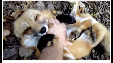 ADORABLE PET FOX THINKS IT'S A DOG - YouTube