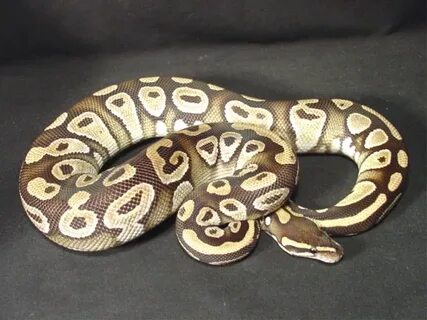 Mojave Ball Python