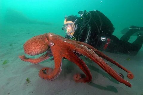 Seattle Aquarium в Твиттере: "Q: How many giant Pacific octo