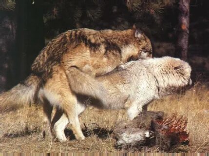 The Animal Photo Archive : 2GrayWolfs-Mating2