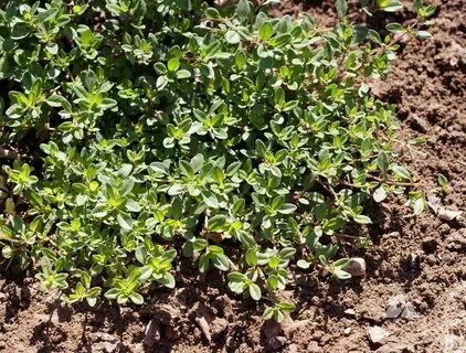 Creeping Thyme (Thymus serpyllum) Applewood Seed Company