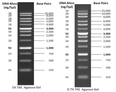 1 kb PLUS ™ DNA Ladder GoldBio