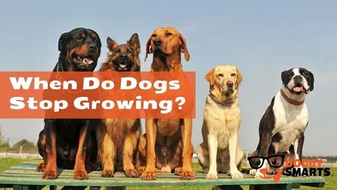When Do Dogs Stop Growing? 