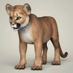 photorealistic cougar cub 3D Models in Wildlife 3DExport