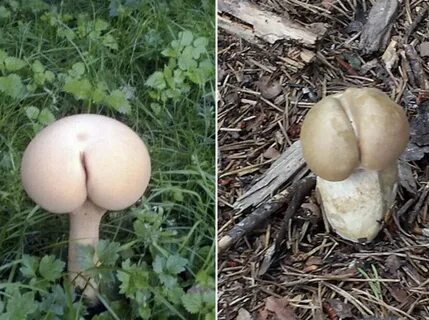 These Mushrooms That Look Like Boobs - Older Women Galleries