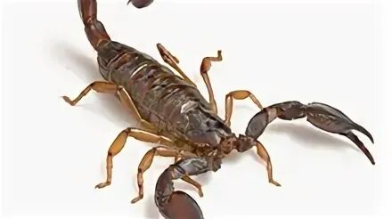 Moradora do Morumbi diz que capturou cem escorpiões em 3 dia