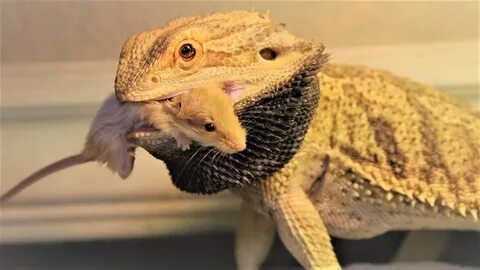 Can Bearded Dragons Eat Mice? 👀 - NovostiNK