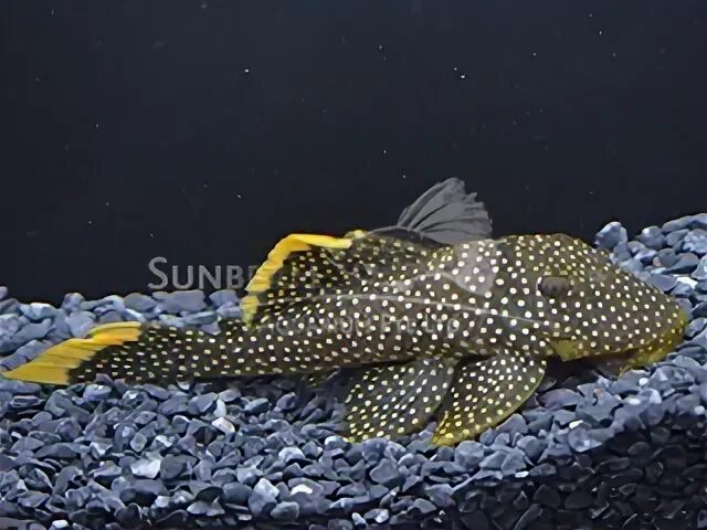Fresh Water Fish - L number Plecos - Sunbeam Aquarium Singap