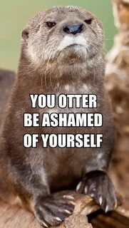 you otter be ashamed of yourself Funny animal pictures, Anim