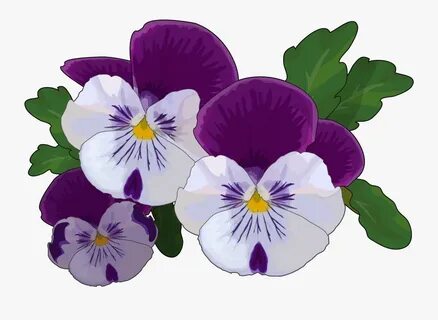 Transparent Pansy Clipart - Pansy Drawing , Free Transparent