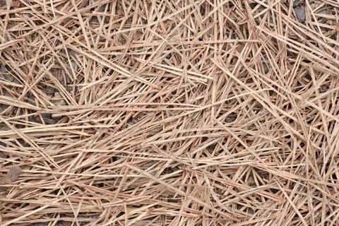 Pine Straw Mulch Uses - Learn About Pine Straw Mulch Applica