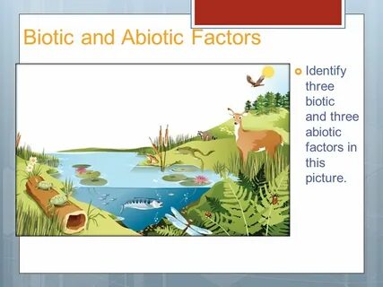 Adaptations and Biomes - ppt download