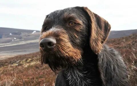German Wirehaired Pointer - K9 Research Lab
