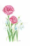 Carnation and Snowdrop January Birthday Flower Original Etsy
