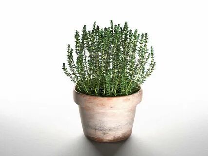 Thyme in Pot
