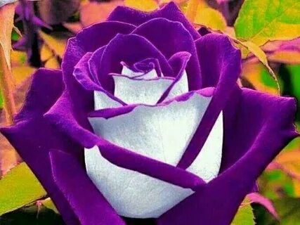 ▷ *100 Mejores Wallpapers Rosas Moradas! Fondos de Pantalla