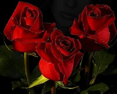 Bellezas de la naturaleza Rosé gif, Beautiful roses, Flowers