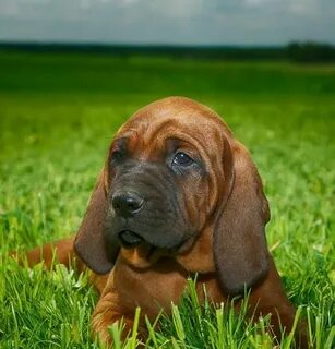 "Redbone Coonhound" Puppies For Sale Oklahoma City, OK #7635