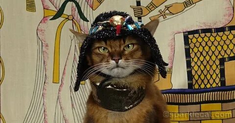 Egyptian Cat Goddess Selfies - Summer’s Fabulous Cat Life