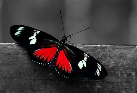 Red butterfly Photograph by Sumit Mehndiratta Fine Art Ameri