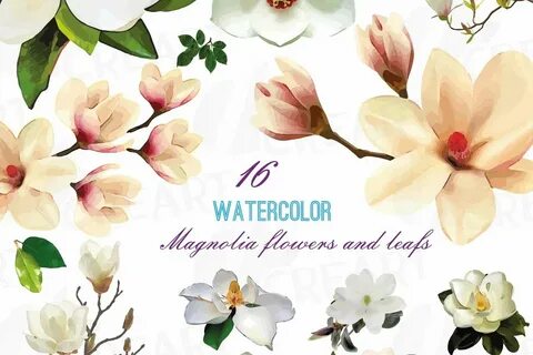 Magnolia Flower Vector at GetDrawings Free download