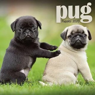 pug puppies Online Shopping