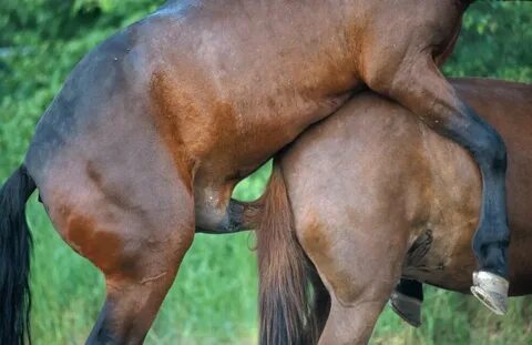 Stallion and horse mating: фото, изображения и картинки