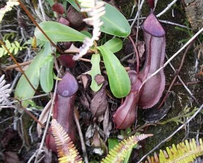 Nepenthes tobaica