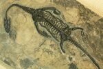 Yun Free Stock Photos : No. 8086 The fossil of the dinosaur 