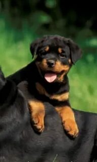 Angry Rottweiler Wallpaper Related Keywords & Suggestion