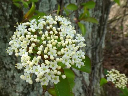 nannyberry flowers Viburnum lentago blooming Wendell Smith F