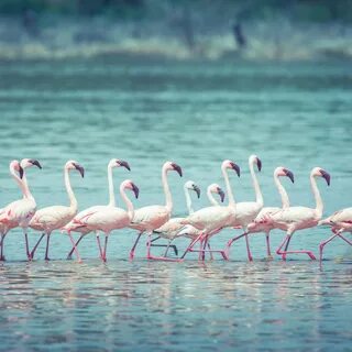 Flamingo pfp