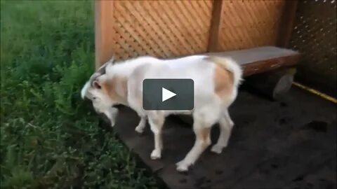 Fainting Goat on Vimeo