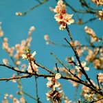 Peach Flowers Spring Flower wallpaper, Pictures of spring fl