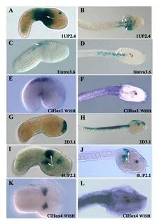 /sea+squirt+development