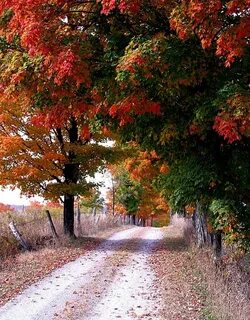 Autumn Lane in Ontario by Elliot Eskey Autumn scenery, Fall 