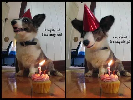 Funny animal birthday Memes